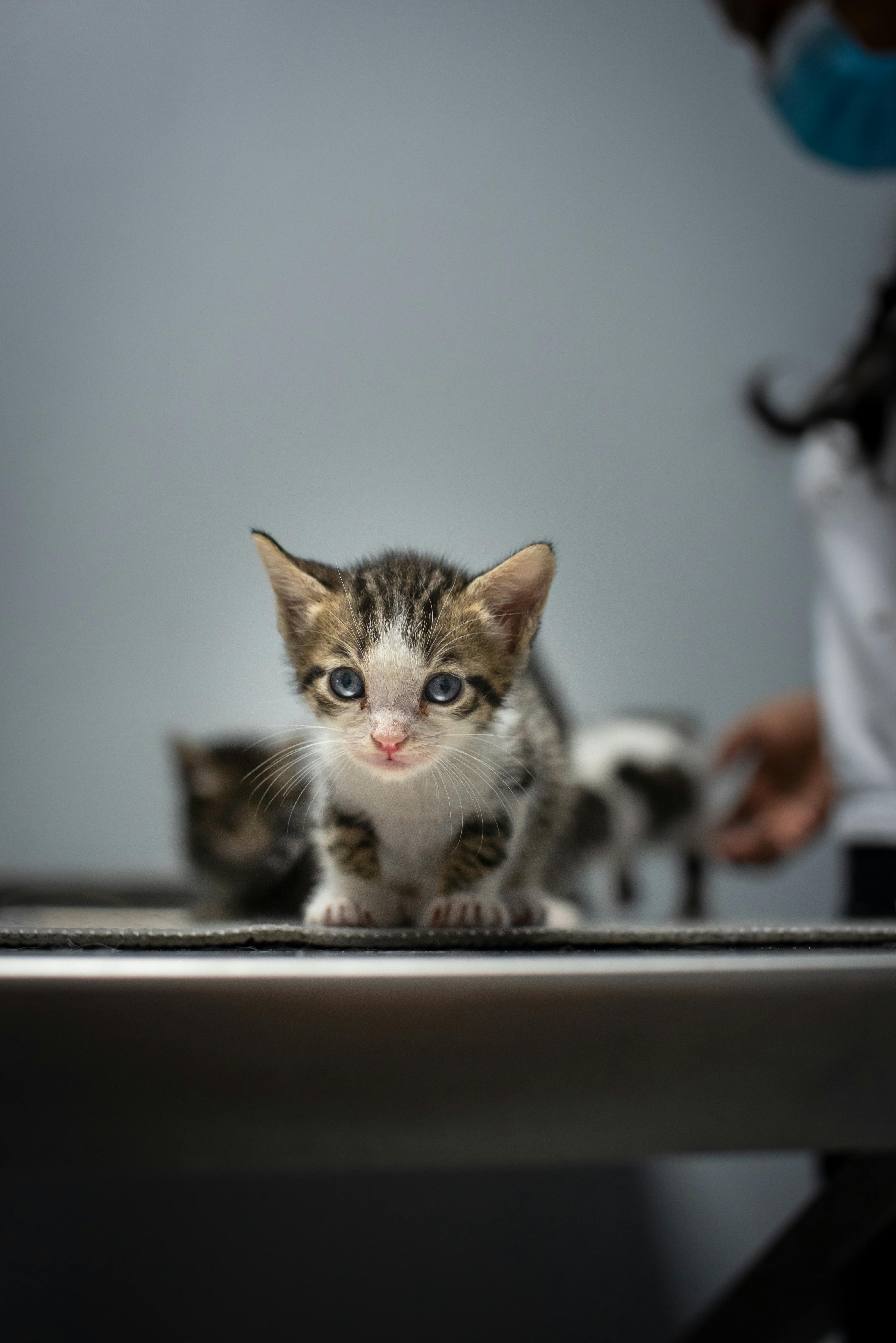 Pet grooming