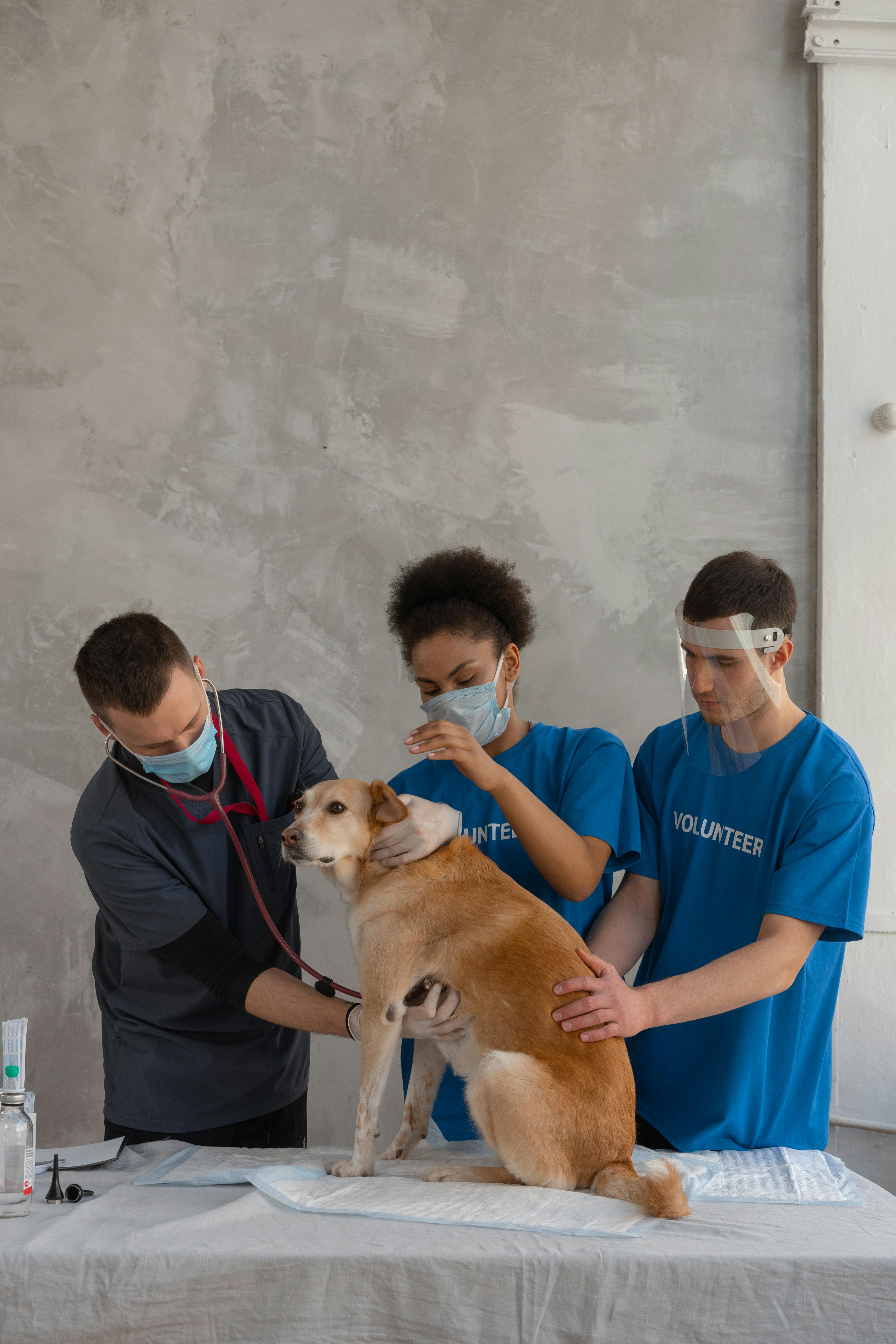Pet wellness